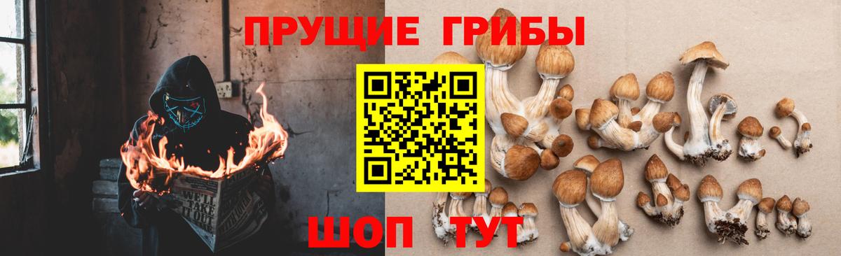 Псилоцибиновые грибы прущие грибы  Псилоцибиновые грибы мицелий  Пугачёв  Вход с VPN 